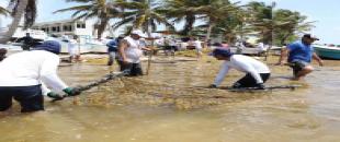 En Quintana Roo, se han recolectado 38 mil 892 toneladas de sargazo de mayo a junio de 2019